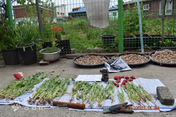 보령해경이 압수한 양귀비 사진