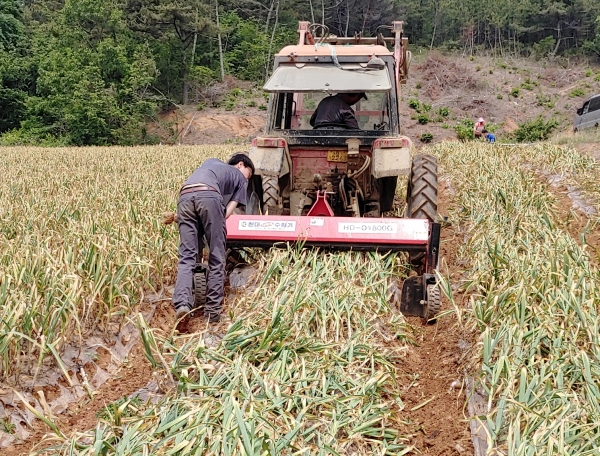 지난해 마늘 수확 모습.