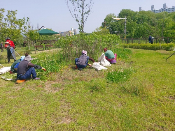 천안시 관계자가 풀 뽑기로 쾌적한 공원녹지 환경을 구축하고 있다.