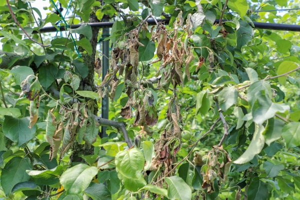 과수화상병 모습