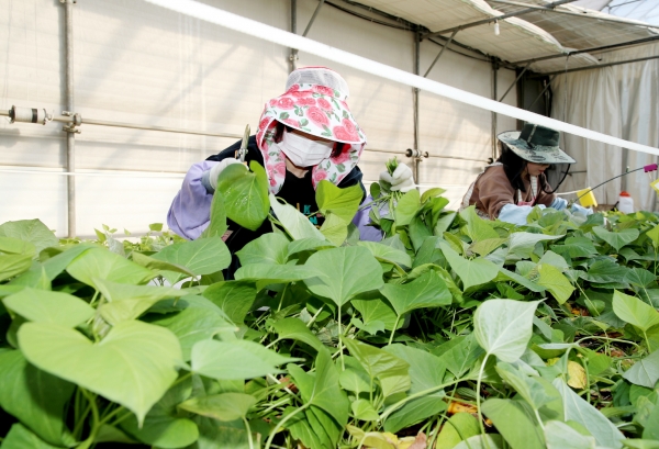 ‘고구마 조직배양묘’ 재배 모습.