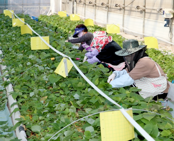 ‘고구마 조직배양묘’ 재배 모습.