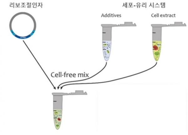 구제역 바이러스 진단을 위한 리보조절인자와 리포트 단백질을 발현하기 위한 세포-유리 시스템에 대한 모식도