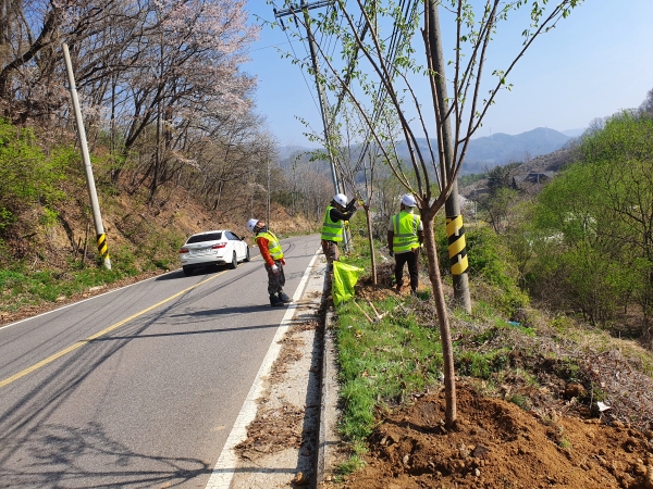 천안시 관계자가 목천읍 삼방로 일원 도로변에 왕벚나무를 식재하고 있다.