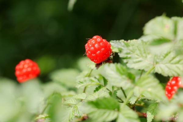 산딸기 모습