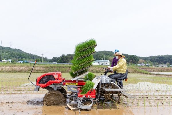 청양군, 뿌리 손상 없는 포트 육묘 모내기 시연