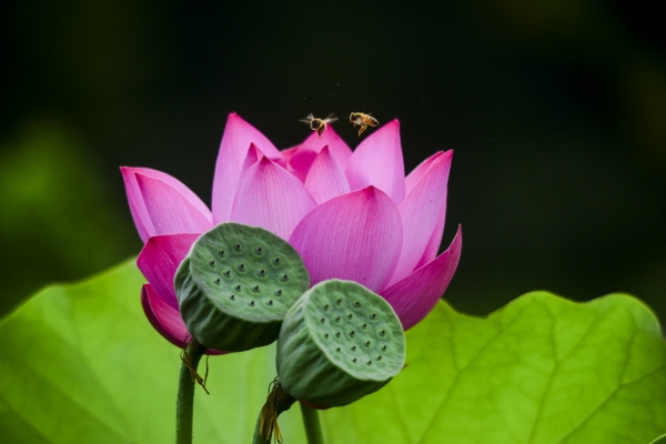 연꽃갤러리 특별전 관련사진(홍련)