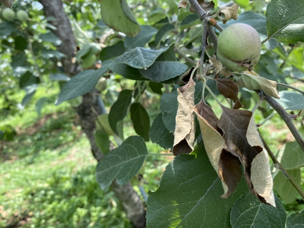 과수화상병 사진