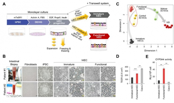 인간 전분화능줄기세포 유래 맞춤형 고성능 소장 상피 분화 기술 개발