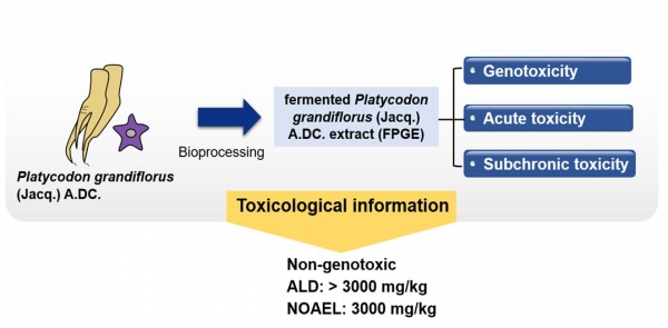 생물전환 발효도라지의 안전성 평가 모식도