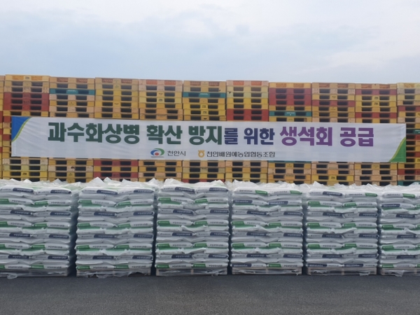 천안시가 과수 화상병 확산방지를 위해 농가에 공급하는 생석회 2만(20kg)포