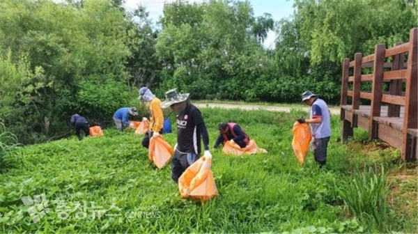 가시박 제거 작업