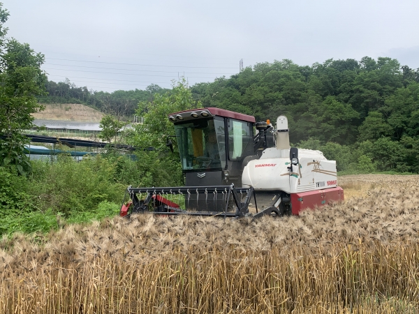 흑보리 수확 모습