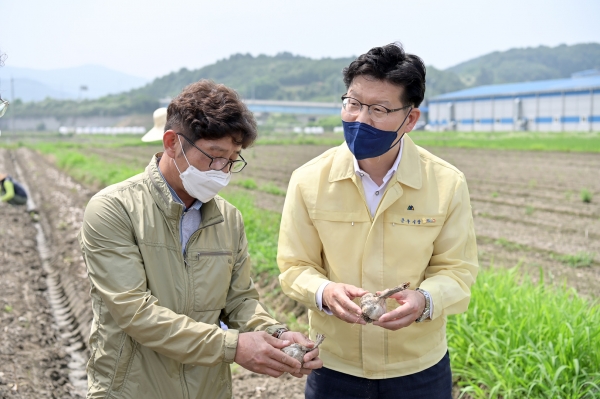 꽃마늘 수확현장에 참여한 김정섭 시장