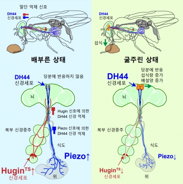초파리의 DH44 신경세포의 두 가지 억제신호에 대한 모식도