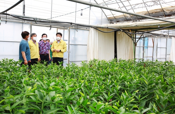 맹정호 서산시장이 지난 15일 부석면 강경벌로에 위치한 백합 재배농가를 방문해 백합출하시기 도래에 따른 애로사항 등을 살피는 모습