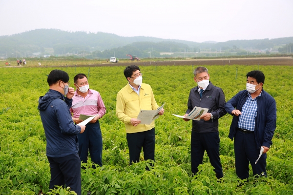 맹정호 서산시장이 지난 15일 부석면 봉락리에 위치한 씨감자 시범재배 농가를 방문해 감자 재배 및 작황 현황에 대해 논의하는 모습