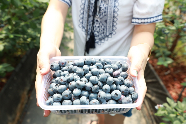 블루베리 수확 체험 모습