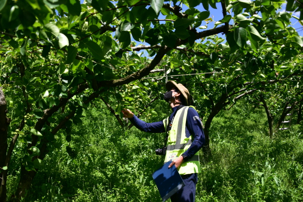 과수화상병 유입 방지 현장 예찰 모습