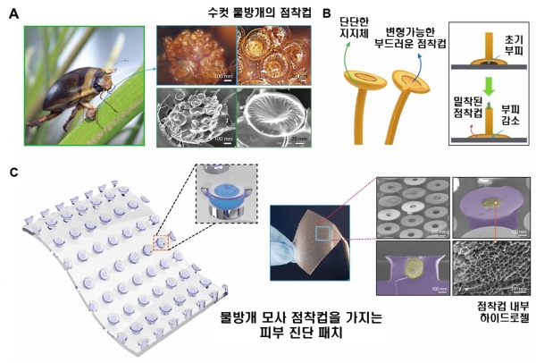 물방개의 수중 점착 컵을 모사한 피부 모니터링 패치의 개념도