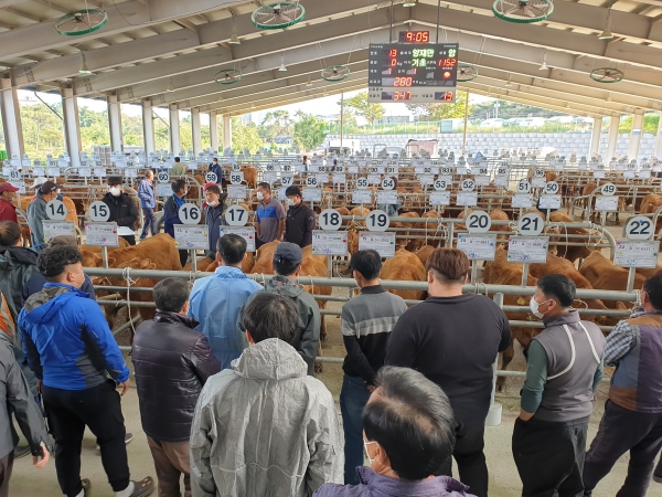 서산축산농협(조합장 최기중)에서 운영하는 가축 경매시장에서 송아지 경매가 진행중인 모습