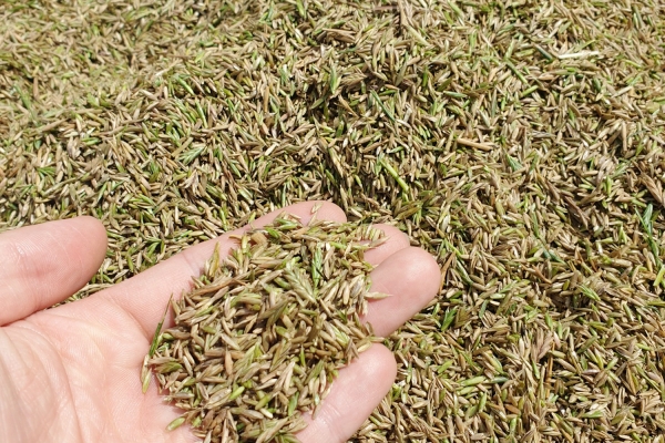 채종작업 완료된 신품종 IRG(그린콜 2호) 종자