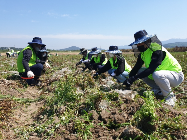 충남세종농협, 공주대, 한서대 자원봉사단원들이 서산시 부석면 봉락리에서 마늘 수확 일손돕기 봉사활동을 펼치고 있다