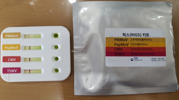 농업기술센터, 고추 바이러스 “칼라병” 적기방제 강조