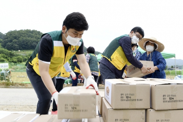 침산동 행복나눔농장에서 진행한 자원봉사센터 및 중구사랑포럼 자원봉사단의 감자수확 모습