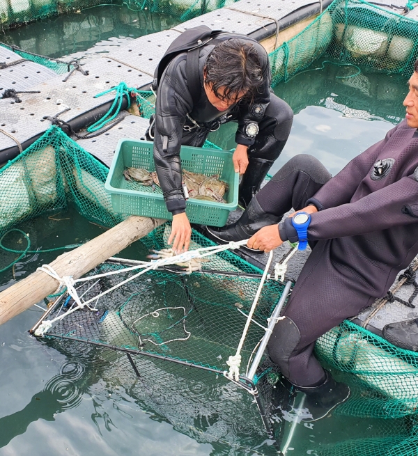 꽃게 자연산란장 조성사업(소원면 파도리)