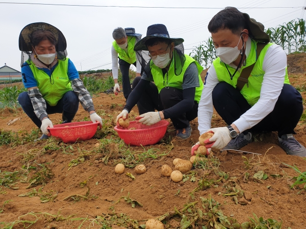 김용철 농협중앙회 충남검사국장(왼쪽)과 충남세종농협 임직원들은 23일 일손부족으로 감자 수확에 어려움을 겪고 있는 아산시 인주면 감자 재배 농가를 찾아 일손돕기 봉사활동을 펼쳤다.
