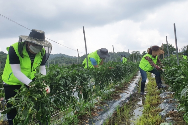 농협충남세종노동조합 이기범 위원장(왼쪽)과 조합원들이 농기계 사고로 농사일에 나서지 못하는 농업인의 고추밭 줄매기 작업을 하고 있다.