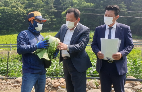 평창 배추포전 봄배추 수매 현장 점검 * 한국농수산식품유통공사 박석배 상임감사(가운데)
