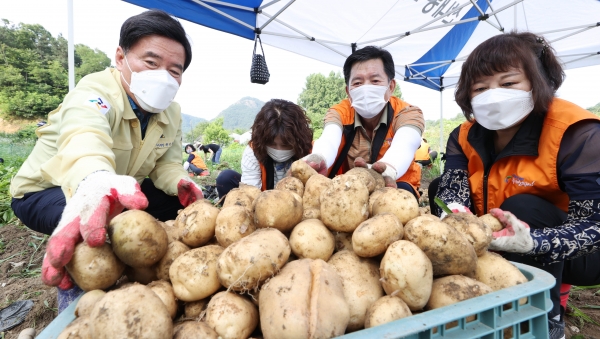 산내동복지만두레, 햇감자 나눔 행사