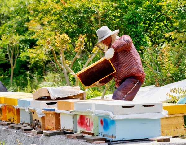 안면읍의 한 양봉농가에서 벌꿀을 수확하고 있는 모습.