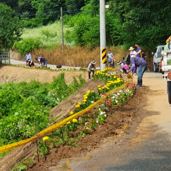 공원녹지과 직원들과 수곡1리 마을주민들이 마을안길에 꽃을 식재하고 있다
