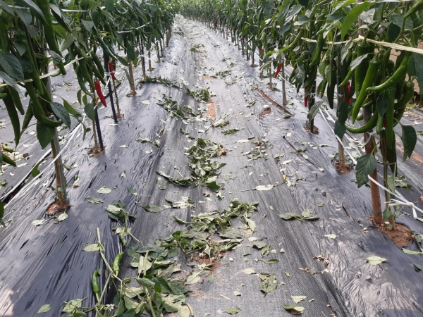 우박 피해농가 긴급 현장기술 지원