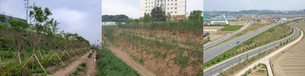 미세먼지 차단 나무심은 장면 (음봉 소동지구 , 탕정 용두지구,배방 공수지구)