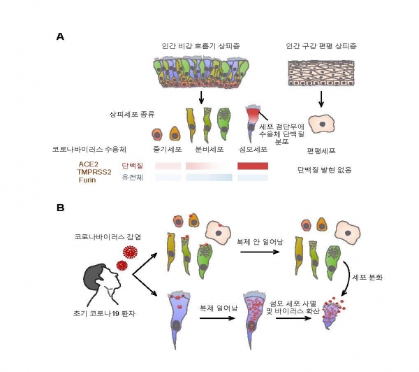 코로나바이러스의 비강 섬모상피세포 감염 기전