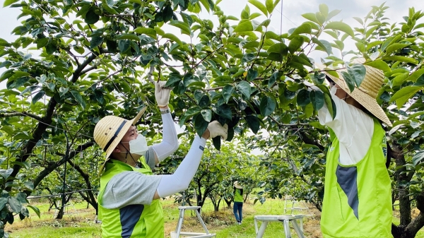 한국농수산식품유통공사 농촌일손돕기 현장사진
