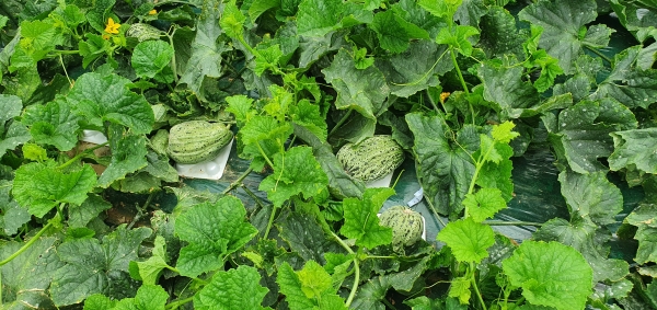 성환 개구리 참외