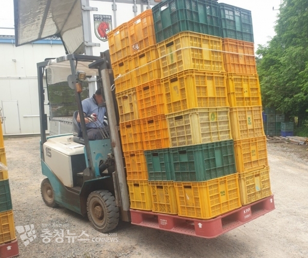 CA저장고 사과 출하 모습