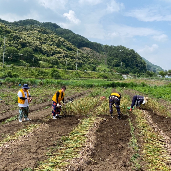 농촌봉사활동 참여( 마늘캐기 모습)