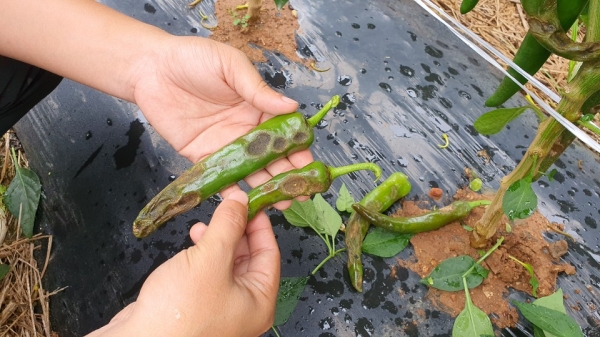 장마철 고추 탄저병 방제철저 당부