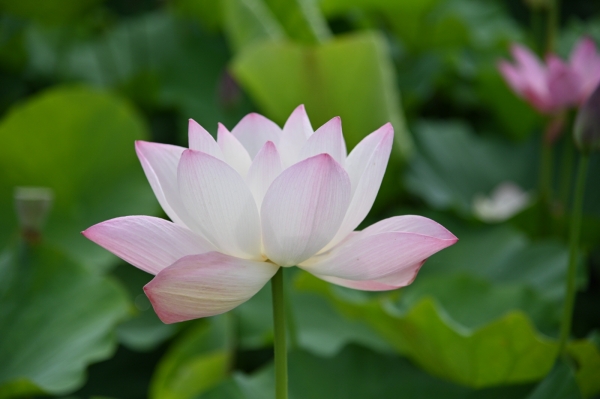 궁남지에 피어난 연꽃 모습