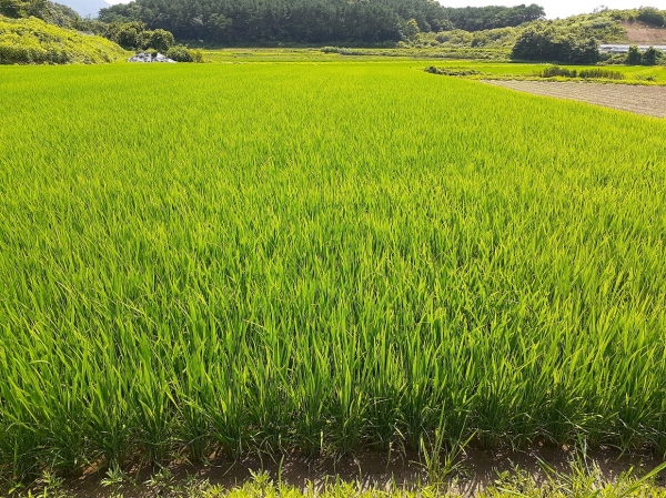 청양군  고품질 쌀 생산 위한 이삭거름 적기 사용 당부