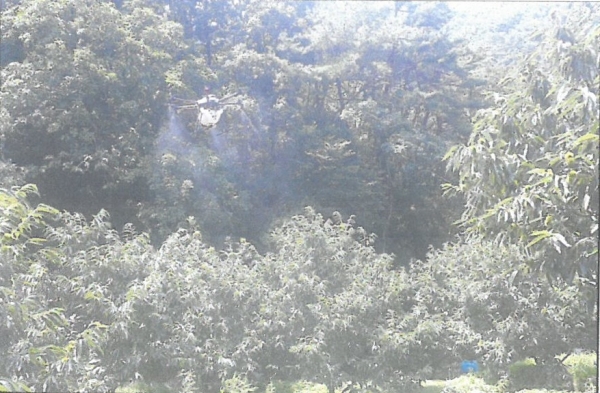 밤나무 병해충 드론 항공방제 실시 장면