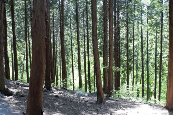 성주산자연휴양림 편백나무숲