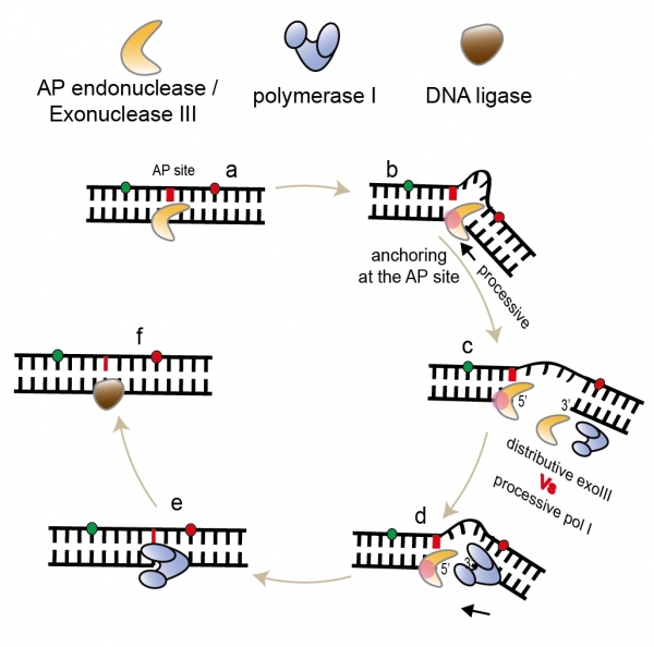 AP 핵산절단효소와 DNA 중합효소가 손상된 유전자의 염기를 복구하는 과정을 나타내는 모식도.