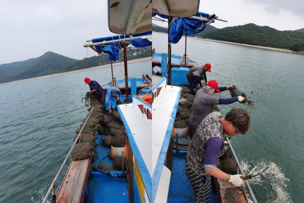 바지락 종패 방류 현장